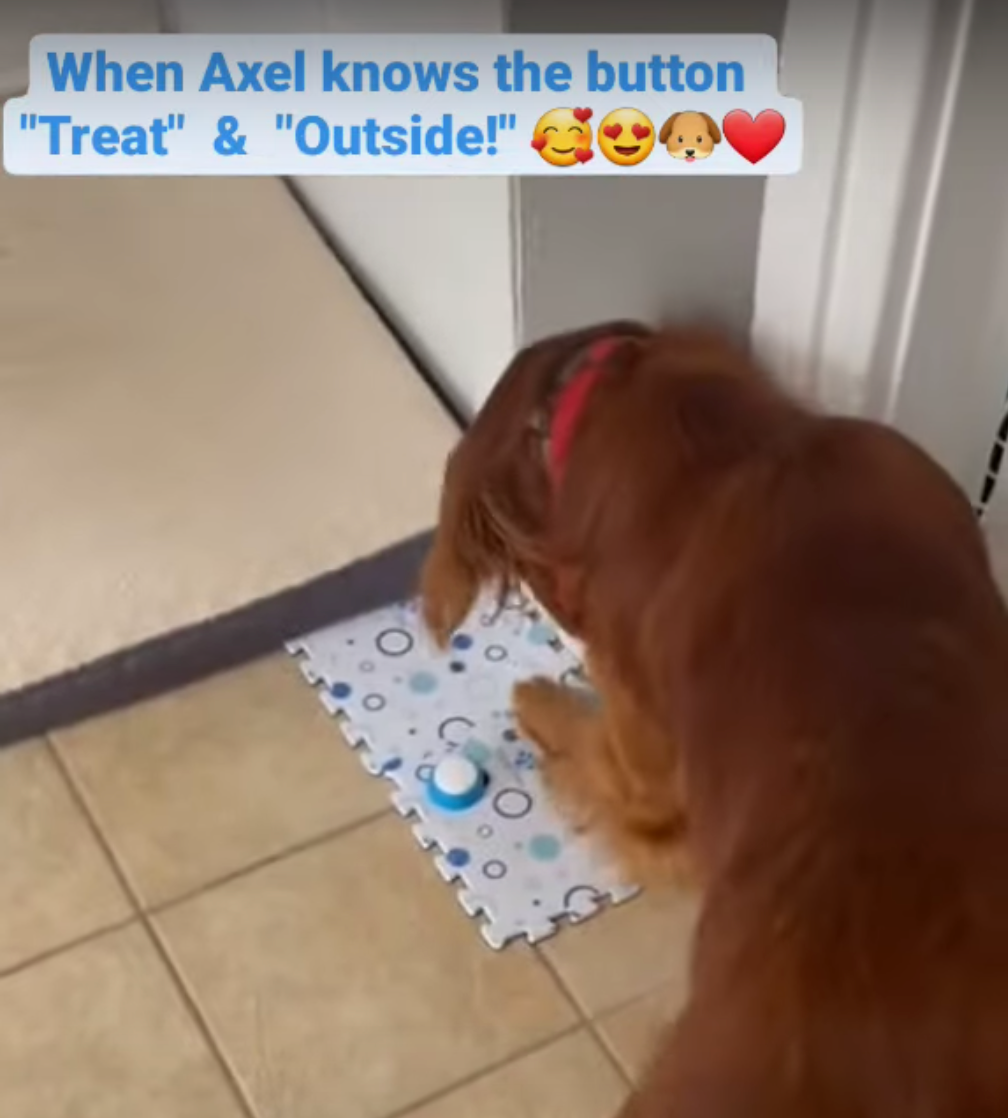 This product is amazing and I just wish it had been around years ago! It's easy to use, and aesthetically pleasing. I bought this to help build communication with my pets and so far it has been great!