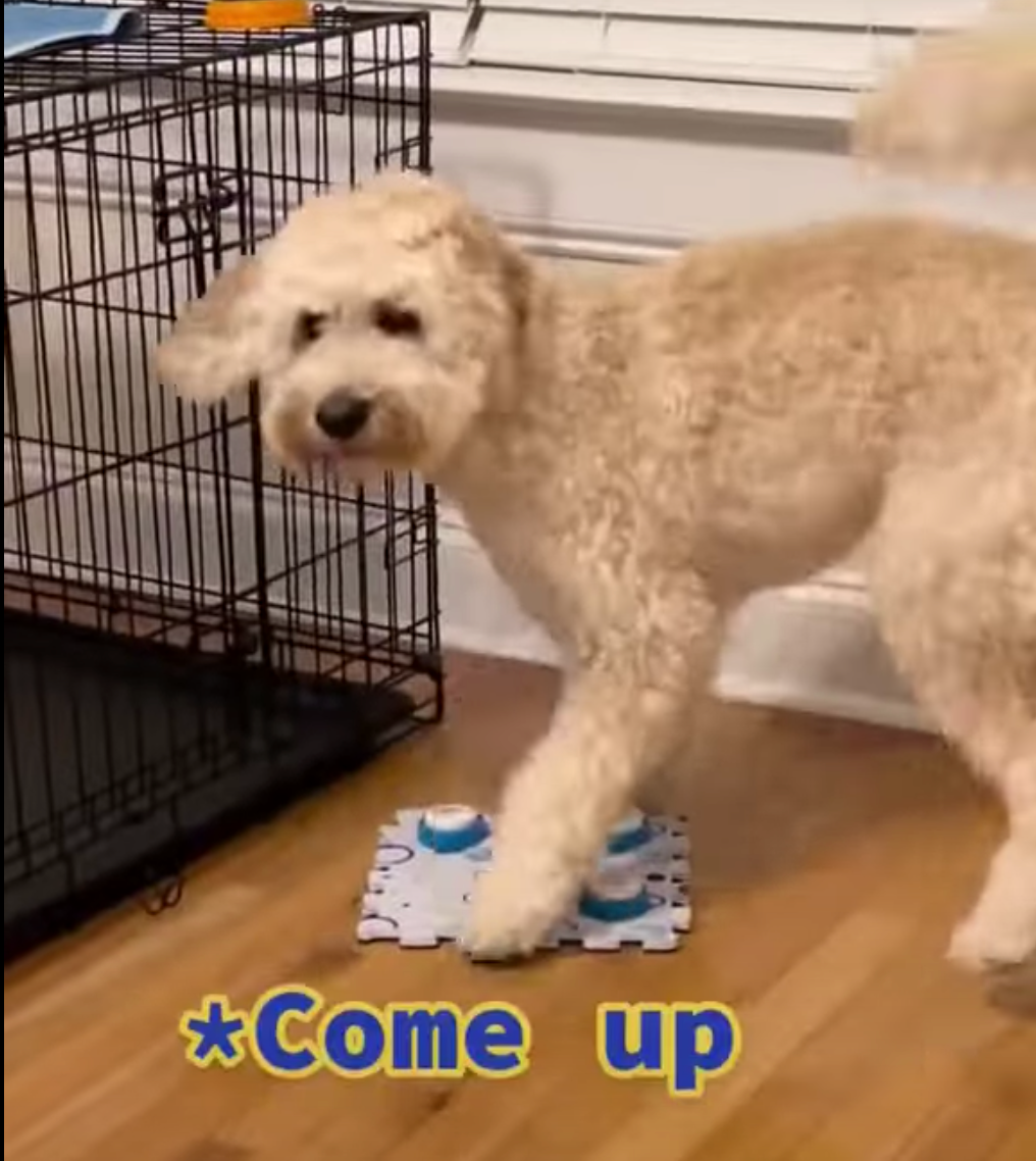Great training tool for my Fluffer, every time she wants to "Come Up", Fluffer presses the button!