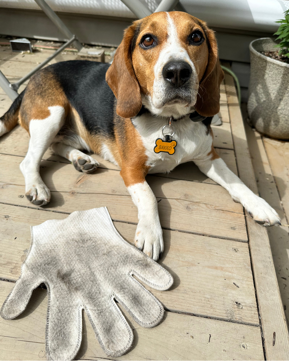 Dog lying on a wooden deck with a grooming glove next to it