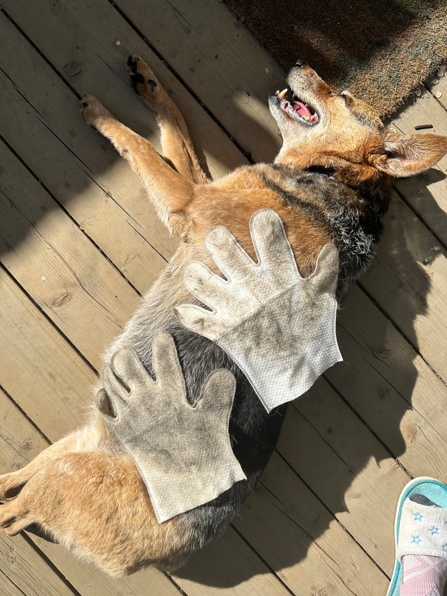 Dr. Pawsome Clean & Deodorizing Glove Wipes