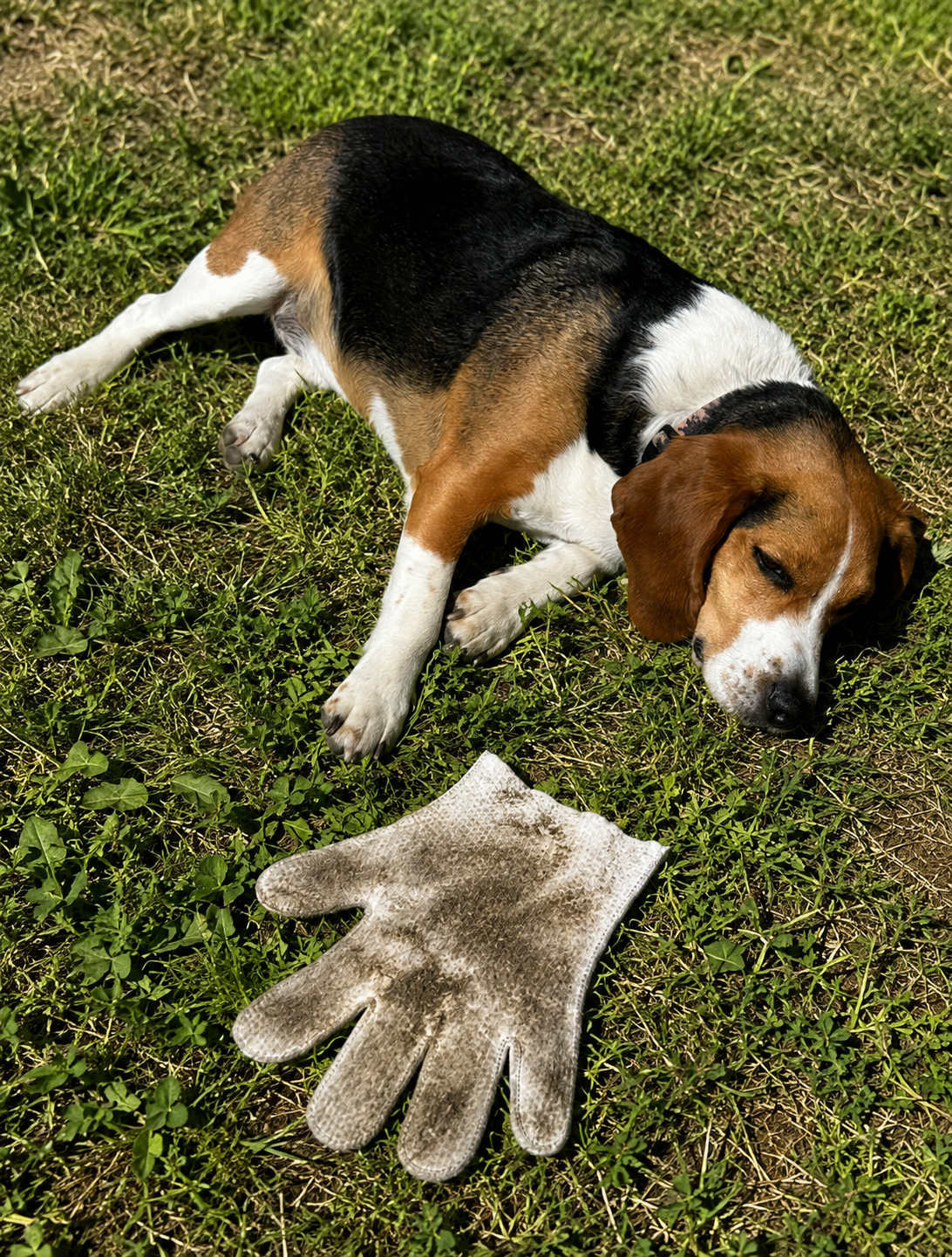 Pawsome Hygiene Cleaning Kit (3-Month/ 6-Month Supply) + Welcome Gifts