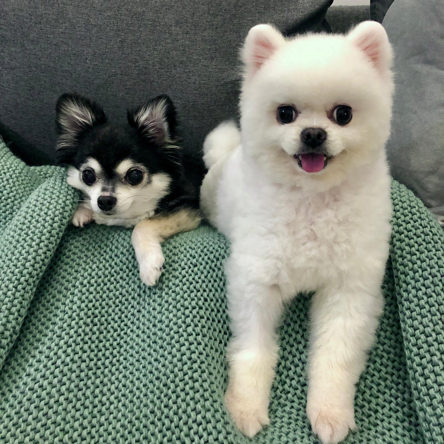 clean cute chihuahua and pomeranian