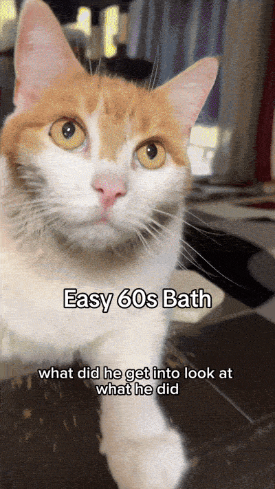 cleaning cat with glove wipe