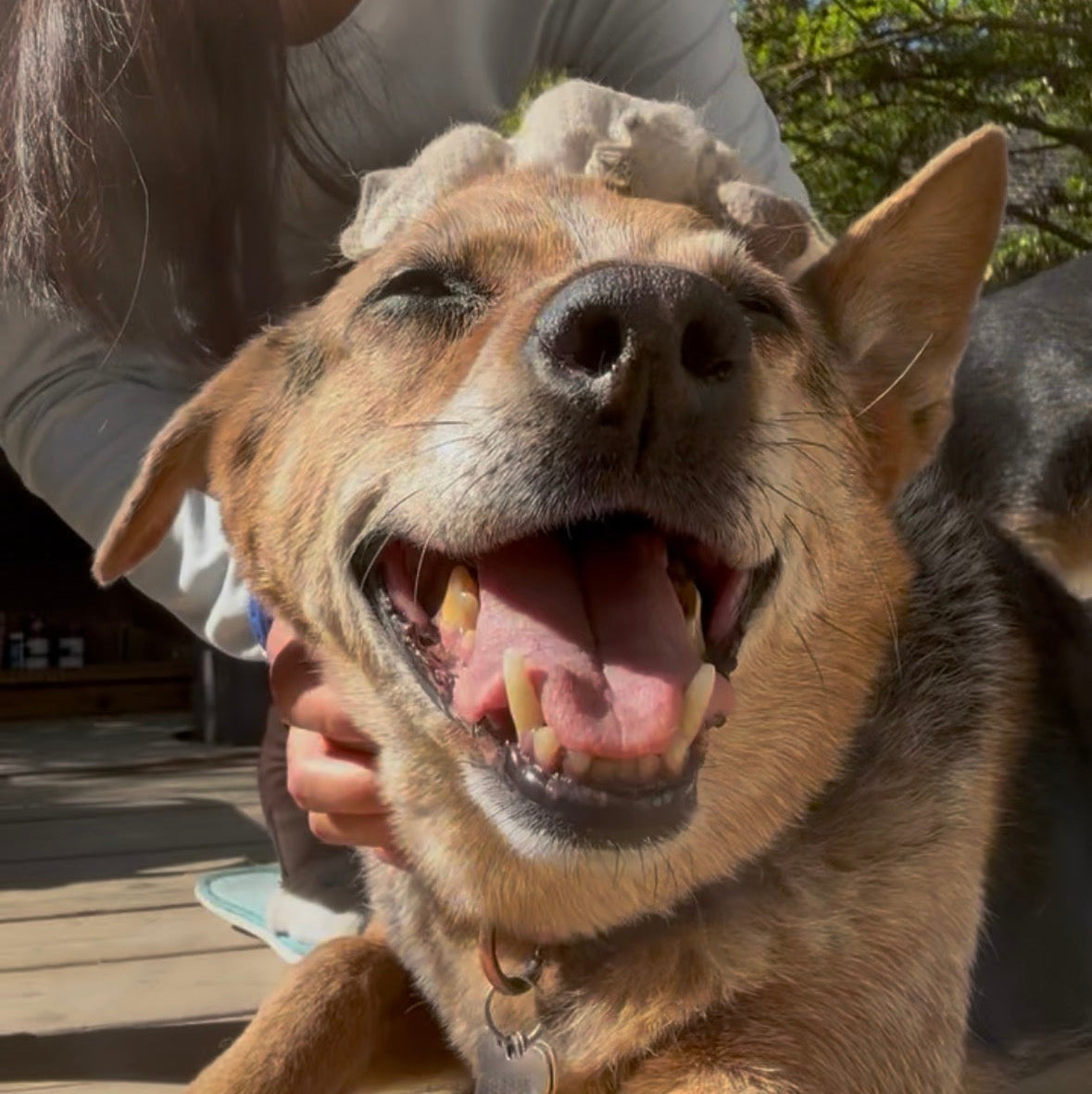 happy dog with glove massage